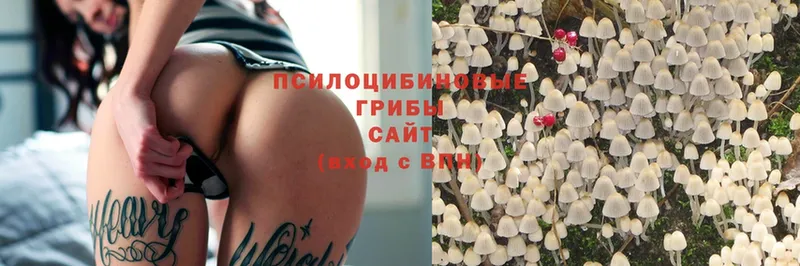 Галлюциногенные грибы MAGIC MUSHROOMS  закладка  Канаш 